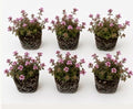 Live Perennial Red/Pink Creeping Thyme Seedlings: Ready-to-Plant, Starters, Plugs, Garden Ready, Live Plants, Transplants, 6 Plants by Unknown