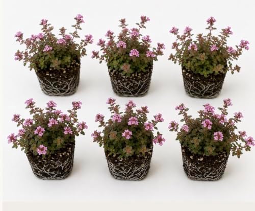 Live Perennial Red/Pink Creeping Thyme Seedlings: Ready-to-Plant, Starters, Plugs, Garden Ready, Live Plants, Transplants, 6 Plants by Unknown