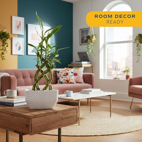 Costa Farms Lucky Bamboo, Live Indoor Plant, Easy Care, Home Decor - Image 4