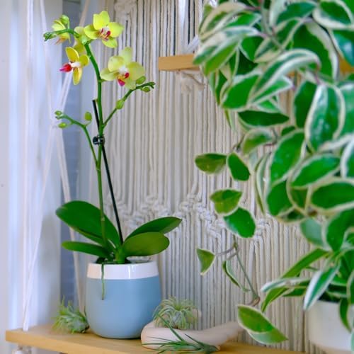 Premium Yellow Live Orchid Plant Blooming in 3.5" Blue & White Orchid Pot, Live Plants, Houseplant Gifts, Approx. 16" Tall, Pet Friendly Houseplants, Phalaenopsis Moth Flower by Plants for Pets - Image 3