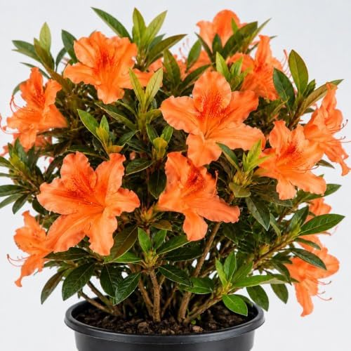 Orange Azalea Live Plant in 4 Inch Pot, Flower Azalea Starter Plant - Image 3
