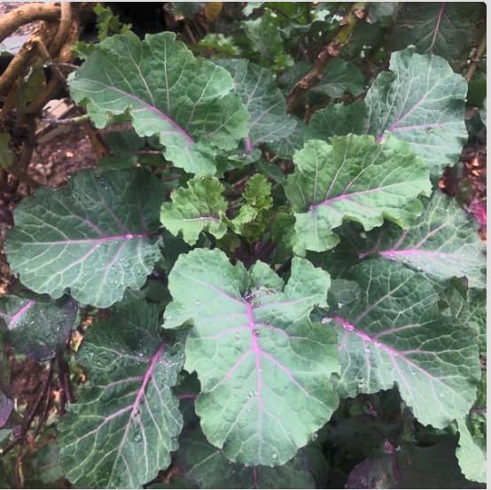 Purple Tree Kale Live Plant in Pot – Tree Collard Perennial Vegetable, 10-20 Year Lifespan - Rare Edible Ornamental, Cold Hardy Cut-and-Come-Again Kale, Fast Growing to 6–10 Ft - Image 3