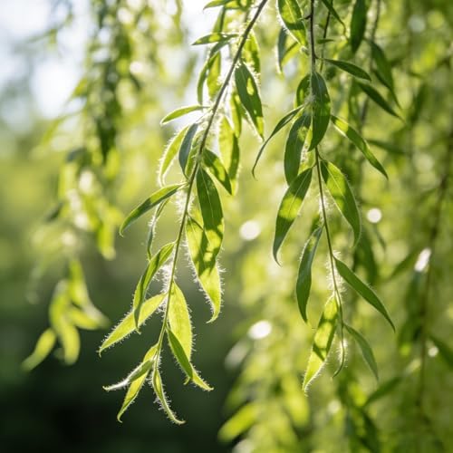 Dwarf Willow Tree Seeds for Planting, 25+pcs Perennial Willow Tree Seeds to Plant, Heirloom Non-GMO Beauty Bonsai Plants for Home Garden Outdoors - Image 6