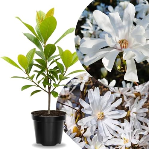 Star Magnolia Live Plant, Flowering Tree, 6-12 Inch Tall, 2.5 Inch Pot - Image 5