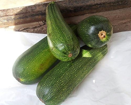30+ Seeds Zucchini Green Machine for Garden - Vegetable Green - Image 6