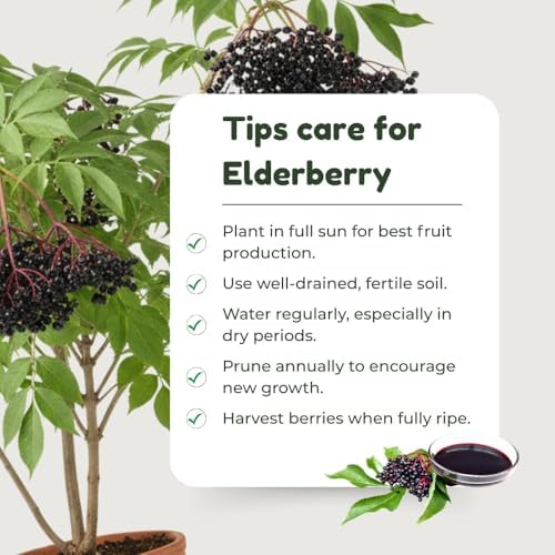 Black Elderberry Tree Live Plant, Berry Bush, 6-10 Inch Tall, Quart Pot - Image 4