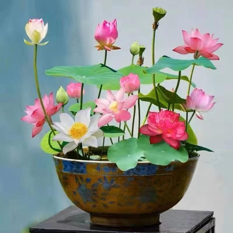 MEsay 10Pcs Mixed Color Bonsai Bowl Lotus Live Plants - Pre-Sprouted Water Beauties for Indoor and Outdoor Aquatic Settings - Image 4
