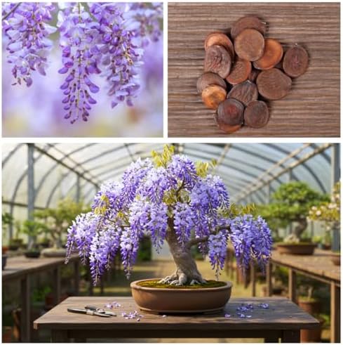 1 Weeping Wisteria Bonsai Tree Seedling for Planting - 1 Year Old Well Rooted Seedling - Starter for Bonsai Training or Outdoor Planting – Deciduous Flowering Vine Tree - Image 3