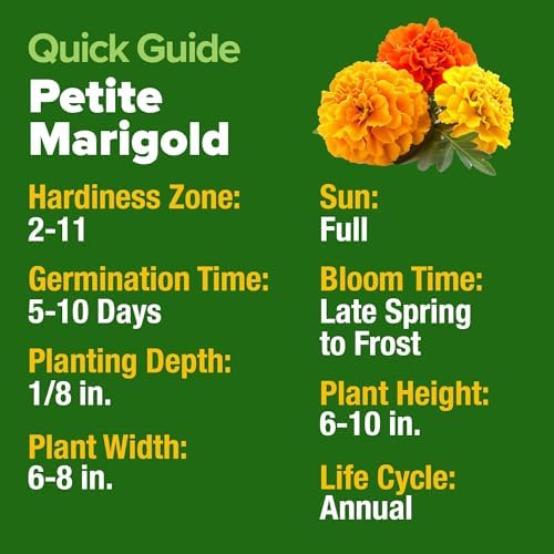 HOME GROWN Petite French Marigold Seeds, 329+ Seeds, Tagetes patula - Image 5