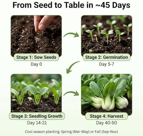 2500 Baby Bok Choy Seeds Pak Choi Variety for Hydroponic Systems and Garden Beds Compact Cool Season Vegetable for Home Growing - Image 5