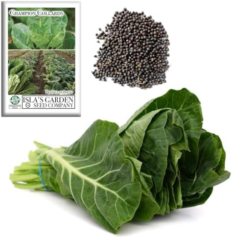 Champion Collard Greens Seeds (Brassica oleracea) – 1,000+ Non-GMO Heirloom Seeds by Isla’s Garden Seeds, Nutrient-Dense & Flavorful Greens, Fast-Growing & Productive, Perfect for Cooking & Smoothies by IslasGardenSeedsCompany