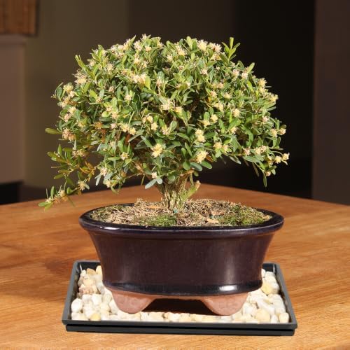 Brussel's Live Harland Boxwood Outdoor Bonsai Tree - 4 Years Old; 8" to 10" Tall with Decorative Container, Humidity Tray & Deco Rock - Image 4