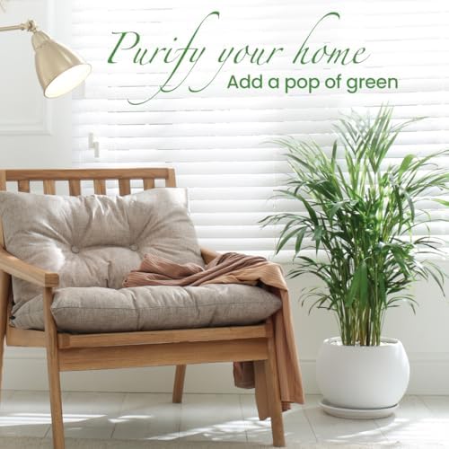American Plant Exchange Live Areca Palm – 10-Inch Pot – Tropical Indoor Houseplant with Lush Feathery Fronds, Pet-Friendly Easy Care Plant for Homes, Offices, Patios & Decorative Containers - Image 3