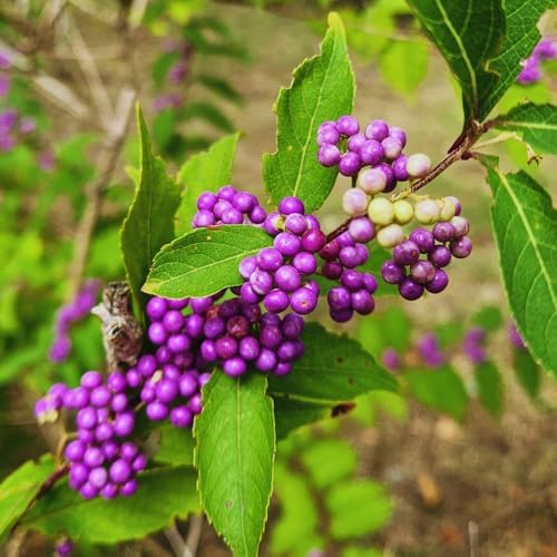 American Beautyberry Live Plant, Border Landscape Shrub, 4 Inch Pot - Image 3