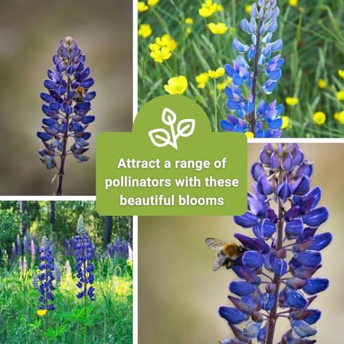 Sow Right Seeds-Wild Blue Lupine Seed for Planting Perennial Wildflower 2pk - Image 6
