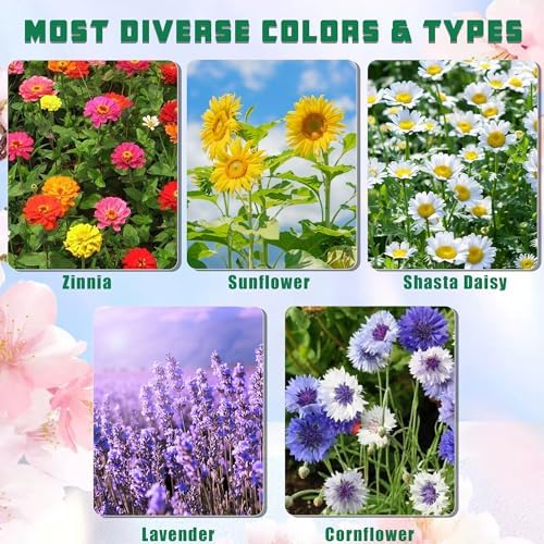 Meekear 5 Kit - Growing into Shasta Daisy, Cornflower, Sunflower, Zinnia, Lavender for Indoor Outdoor Garden DIY Gifts - Image 2