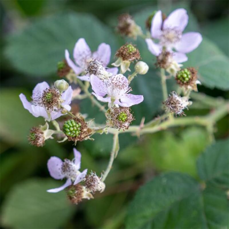 BlackBerry Plant Freedom-Ark (4 Pack) | Live Fruit Plant for Planting | Thornless & High-Yielding Variety | Large, Sweet & Juicy Berries | Perfect for Fresh Eating & Organic Gardens | Easy to Grow - Image 5