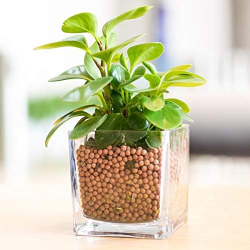 Clay Pebbles Gardening Ceramsite Orchid Hydroponic Grow Media Clay Rocks Drainage Water Purification Ceramsite Decor Cultivation Soil Stone Horticultural Grade for Soil Hydroponics Aquaponics 2.2lb - Image 6