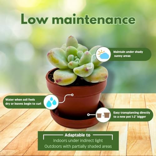 BubbleBlooms Teacup Succulent Assortment, 6 Different Plants in 1 inch pots with Tiny Saucers - Image 5