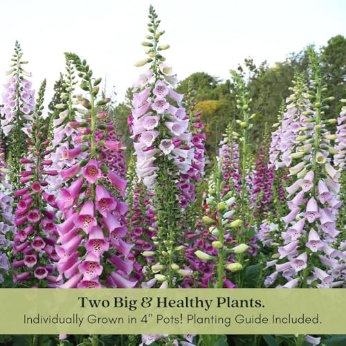 Clovers Garden Foxglove Dalmatian Mix Plants Two (2) Live Plants Non-GMO - Each 4" to 8" Tall in 4" Pots Heirloom Perennial, Pollinator Friendly Lavender, Purple, Pink, Cream, and White - Image 6