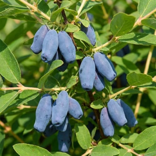 Blue Honeyberry Plant Live, Haskap Berry Fruit Tree, 4-6 Inch Tall - Image 5