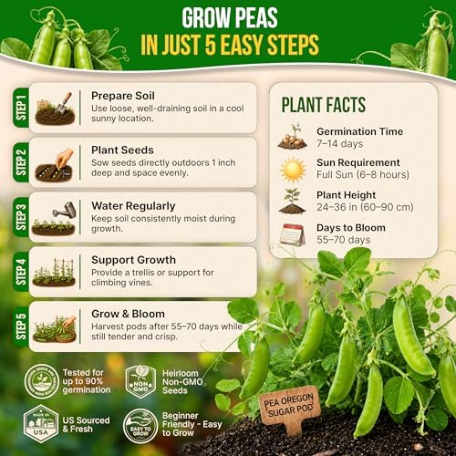 Pea Oregon Sugar Pod II Seeds Pack 15G - Over 75 Non-GMO Heirloom Pea Seeds for Planting Vegetables in Individual Seed Packet, Vegetable Seeds for Planting Home Garden Indoor & Outdoor - Image 6