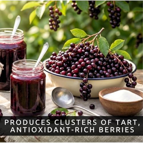 Red Chokeberry Seeds for Planting Native Shrub 100 Premium Seeds - Image 6
