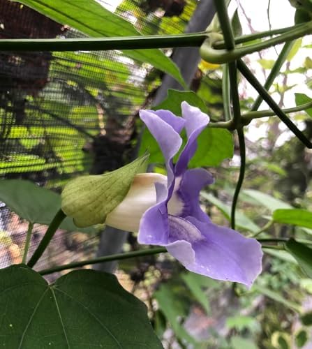 Thunbergia Grandiflora Plants | Pack of 2 (Two) | 5-9 Inch Blue Trumpet Vine | Sky Vine/Bengal Clock Vine | Fast-Growing Large Climber for Fences, Arbors & Privacy Screens - Image 7