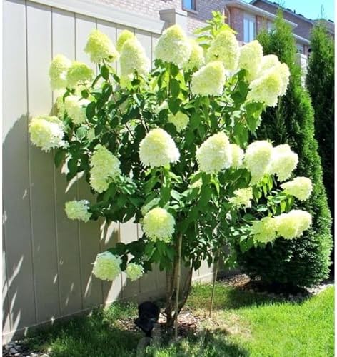 Silver Dollar Hydrangea Live Flowering Shrub – White Panicle Blooms for Outdoor Garden & Landscape(1 Gallon/Set of 2) - Image 6