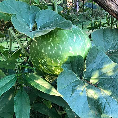 Bushel Basket Gourd Seeds (Lagenaria siceraria) 10 Seeds (3 g) - Huge Gourds for Crafts by Smoke Camp Crafts - Image 4