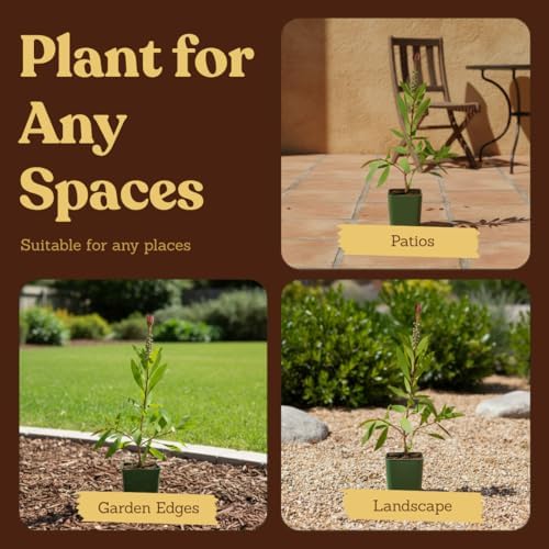 Bottle Brush Plant Live, Red Callistemon Citrinus Shrub, 2-Inch Pot, 5-Pack - Image 6