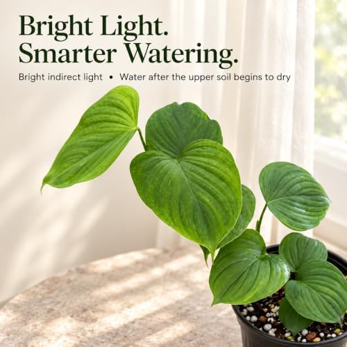 Philodendron Peru Live Plant - Rare Textured Indoor Trailing Houseplant - Image 3