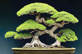 Japanese Pine Bonsai Tree Seeds for Planting (30 Seeds) by CZGrain
