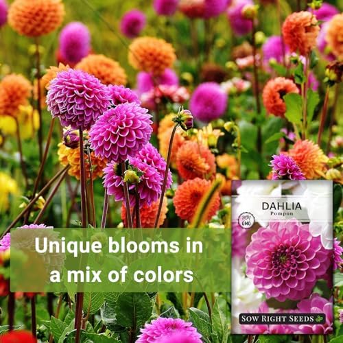 Sow Right Seeds - Pompon Dahlia Seed for Planting Your Own Flower Garden - Image 3