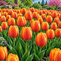 25 Daydream Orange Tulip Bulbs | Color-Changing Darwin Tulips for Spring by CZGrain
