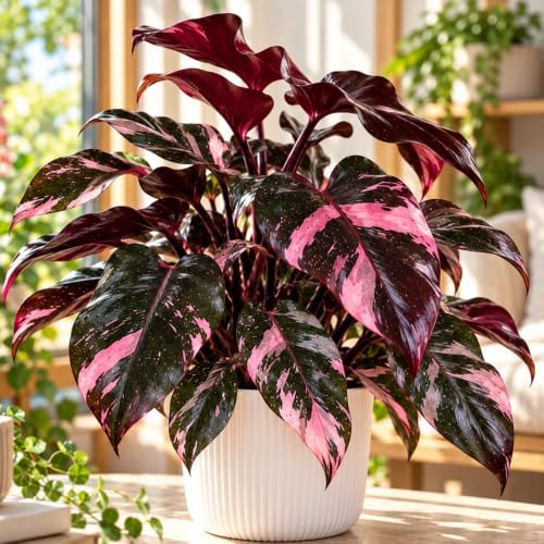 Pink Philodendron Plant Live, Rare Tropical Variegated Live Indoor Houseplant, Starter Plants No Pot, 5-9" in Tall - Image 6