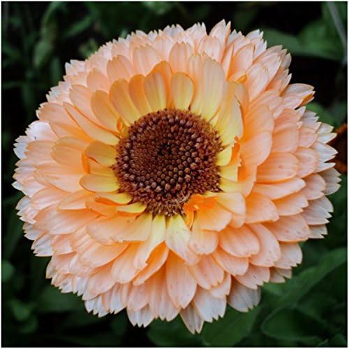 Seed Needs Flower Seeds to Plant Pink Surprise Calendula - Bulk Pack by SeedNeeds
