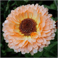 Seed Needs Flower Seeds to Plant Pink Surprise Calendula - Bulk Pack by SeedNeeds