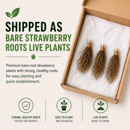 Albion Everbearing Strawberry Live Plants | 10 Bare Root Plants | Garden - Image 6