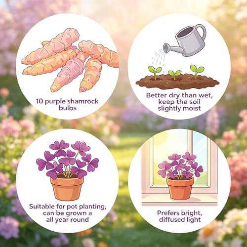 10 Bulbs Oxalis Triangularis, Purple Shamrocks Flowers for Home Garden Indoor Outdoor Planting, Easy Care - Image 4