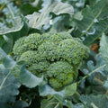 Clovers Garden Broccoli Marathon Plants- Two (2) Live Plants – Non-GMO - Not Seeds - Each 4" to 8" Tall – in 4" Inch Pots - High-Yield, Cold Tolerant by CloversGarden