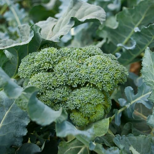 Clovers Garden Broccoli Marathon Plants- Two (2) Live Plants – Non-GMO - Not Seeds - Each 4" to 8" Tall – in 4" Inch Pots - High-Yield, Cold Tolerant by CloversGarden