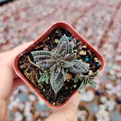 Live Succulent Cactus Plants from USKC (2" Pot) (Crassula Tiger Jade) - Image 3