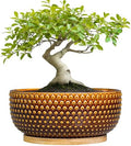 Bonsai Pots - 8 Inch Succulent Bowl for Indoor Plant, Shallow Round Ceramic Planters with Drainage Hole and Saucer, Boho Home Room Office Apartment Decor, Plant Lovers Gifts, Brown by EPFamily