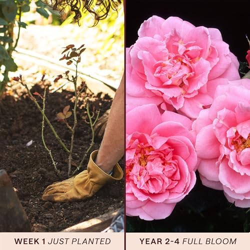 Heirloom Climbing Roses, Live Own Root Plant, Viking Queen - Image 3