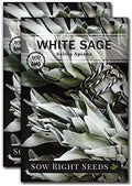 Sow Right Seeds - White Sage Seed for Planting Perennial Medicinal Herb 2pk by SowRightSeeds