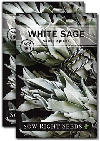 Sow Right Seeds - White Sage Seed for Planting Perennial Medicinal Herb 2pk by SowRightSeeds