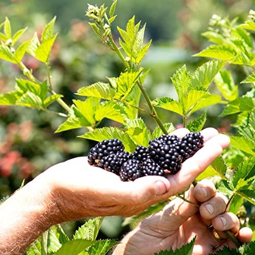 Perfect Plants Triple Crown BlackBerry Bush, 1 Gallon, Live Plant - Image 5