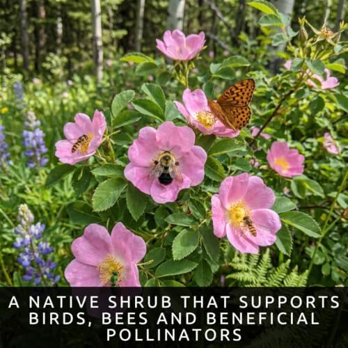 Woods Rose Seeds for Planting | Native Wild Rose Shrub | 100 Seeds - Image 2