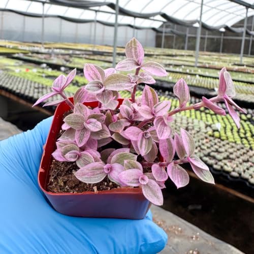 Live Succulent Callisia Repens 'Pink Lady', Potted Trailing Houseplant - Image 4